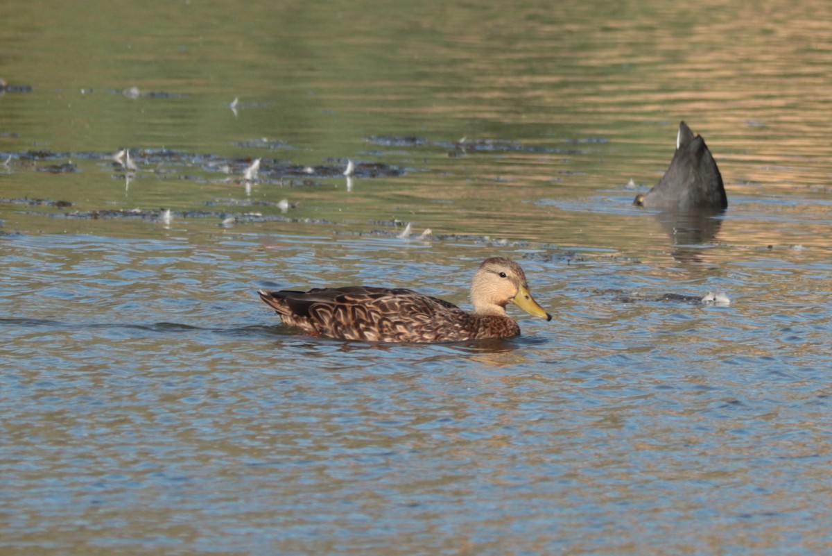 Mexican Duck - ML642547648