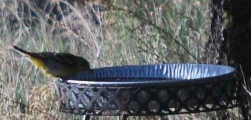 Western Tanager - ML642547680