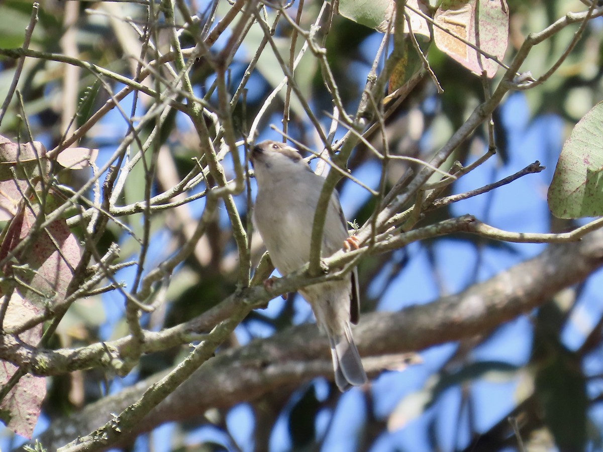 Brown-headed Honeyeater - ML642547686