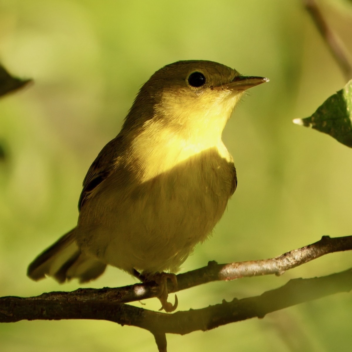 Yellow Warbler - ML642547693