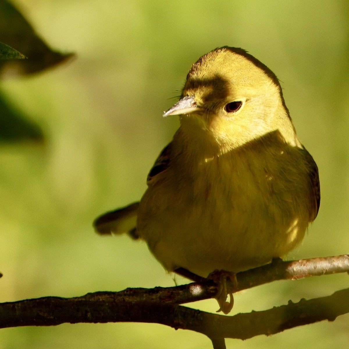 Yellow Warbler - ML642547694