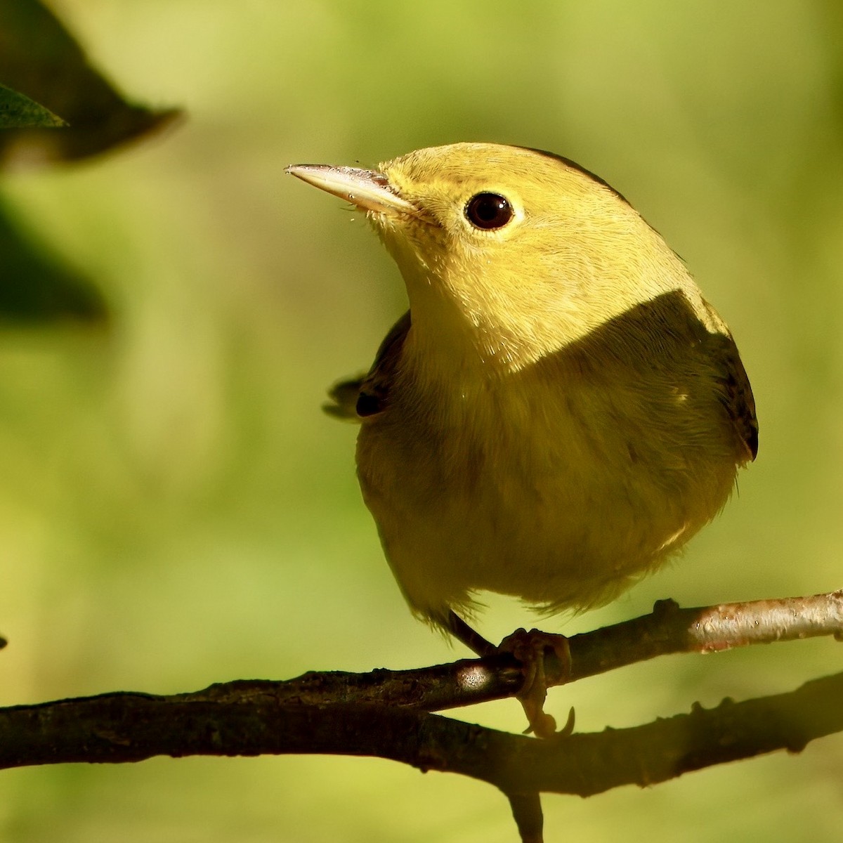 Yellow Warbler - ML642547695