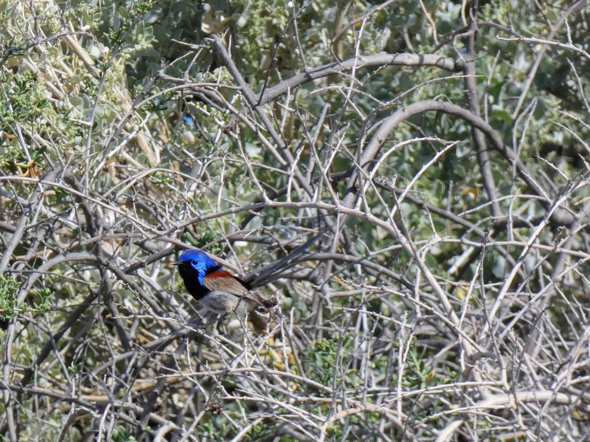 Purple-backed Fairywren - ML642547698