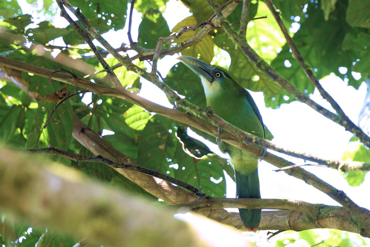 Blue-banded Toucanet - ML642547700