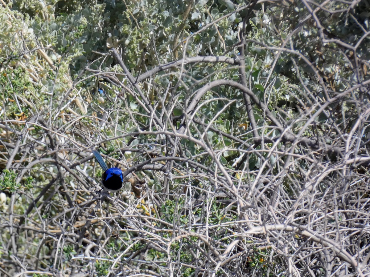 Purple-backed Fairywren - ML642547710