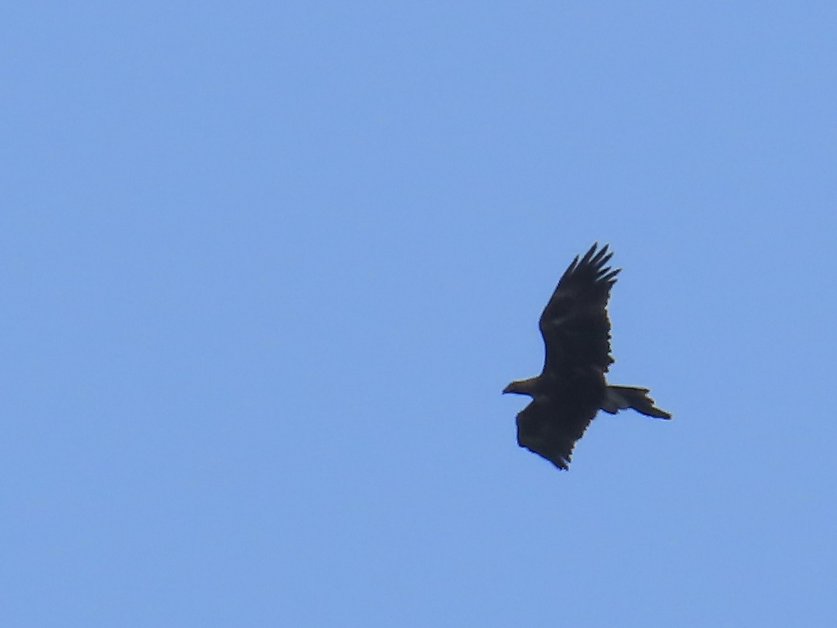 Wedge-tailed Eagle - ML642547719