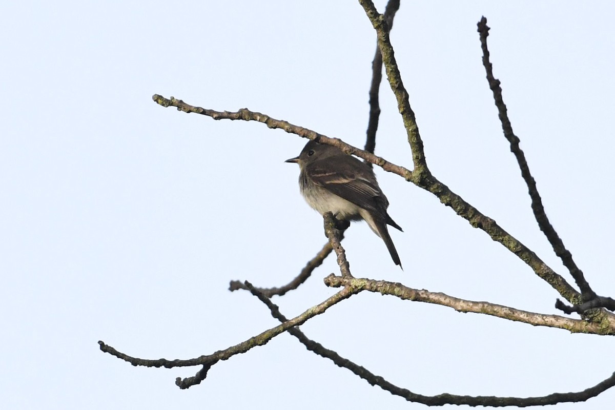 Eastern Wood-Pewee - ML642547734