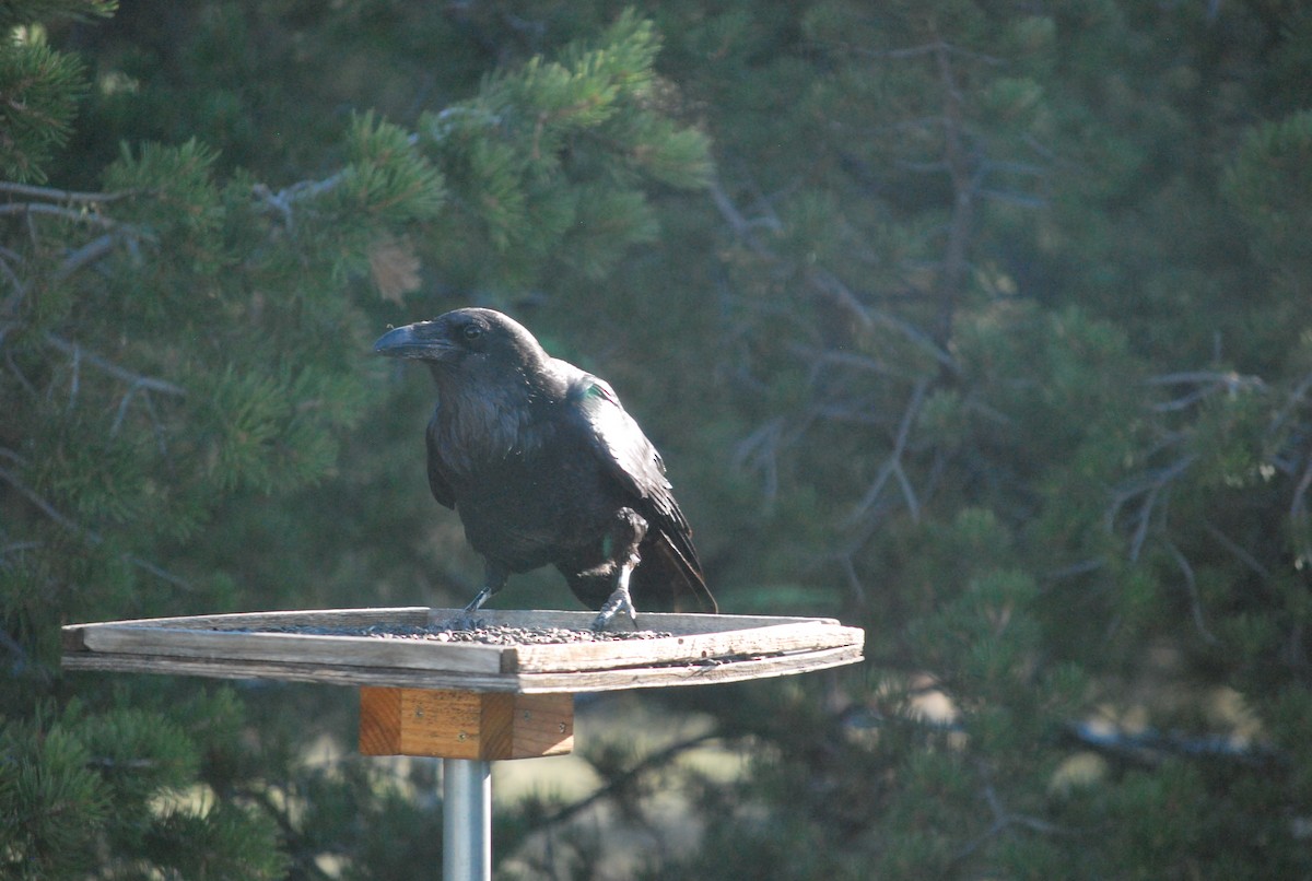Common Raven - ML642547743