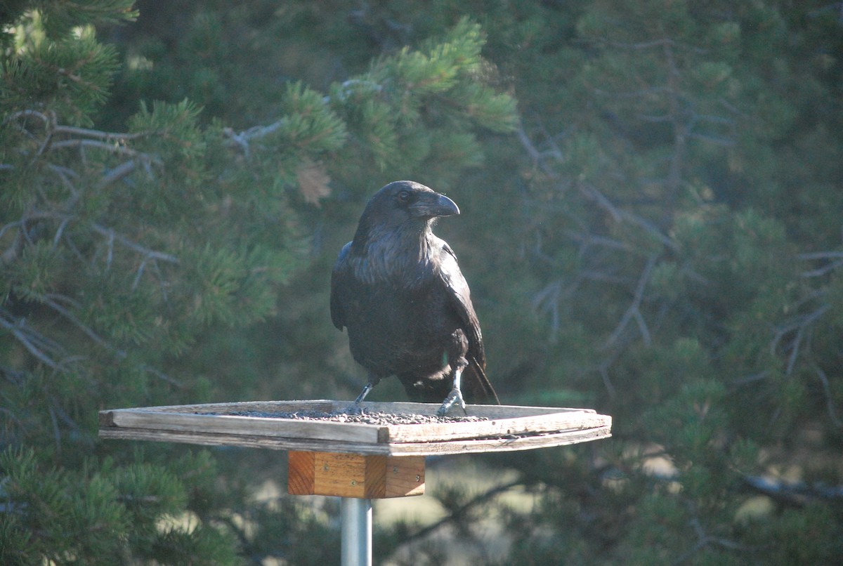 Common Raven - ML642547770