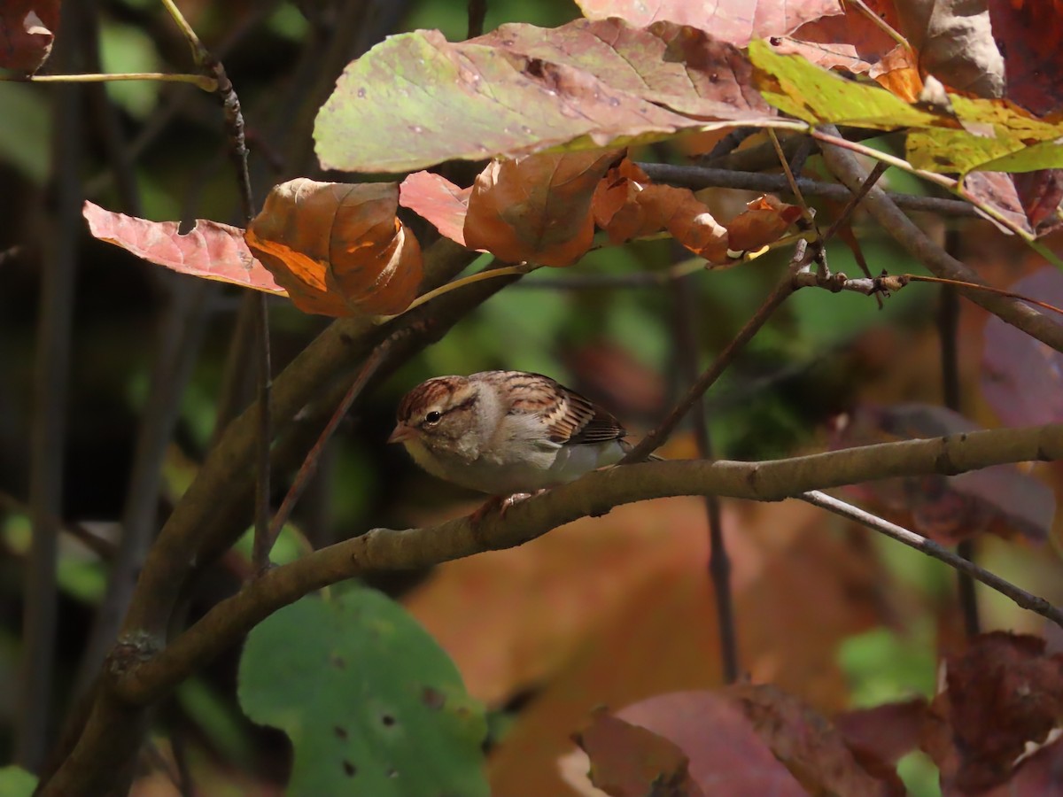 Chipping Sparrow - ML642547800