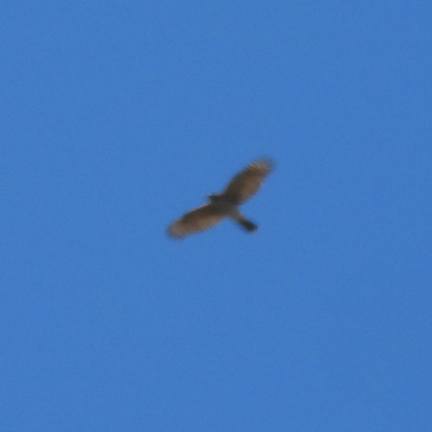 Cooper's Hawk - ML642547805