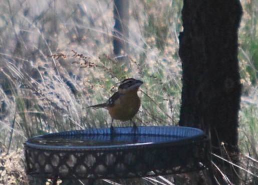 Black-headed Grosbeak - ML642547807
