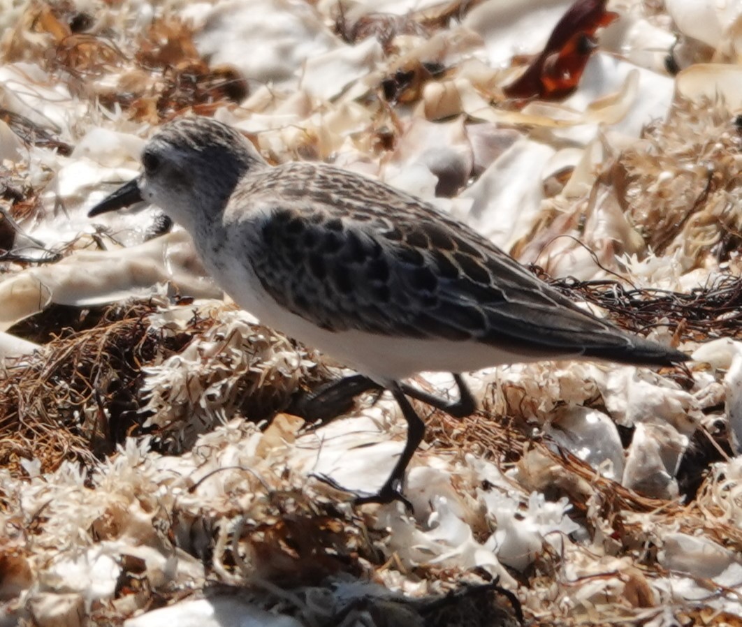 Semipalmated Sandpiper - ML642547821
