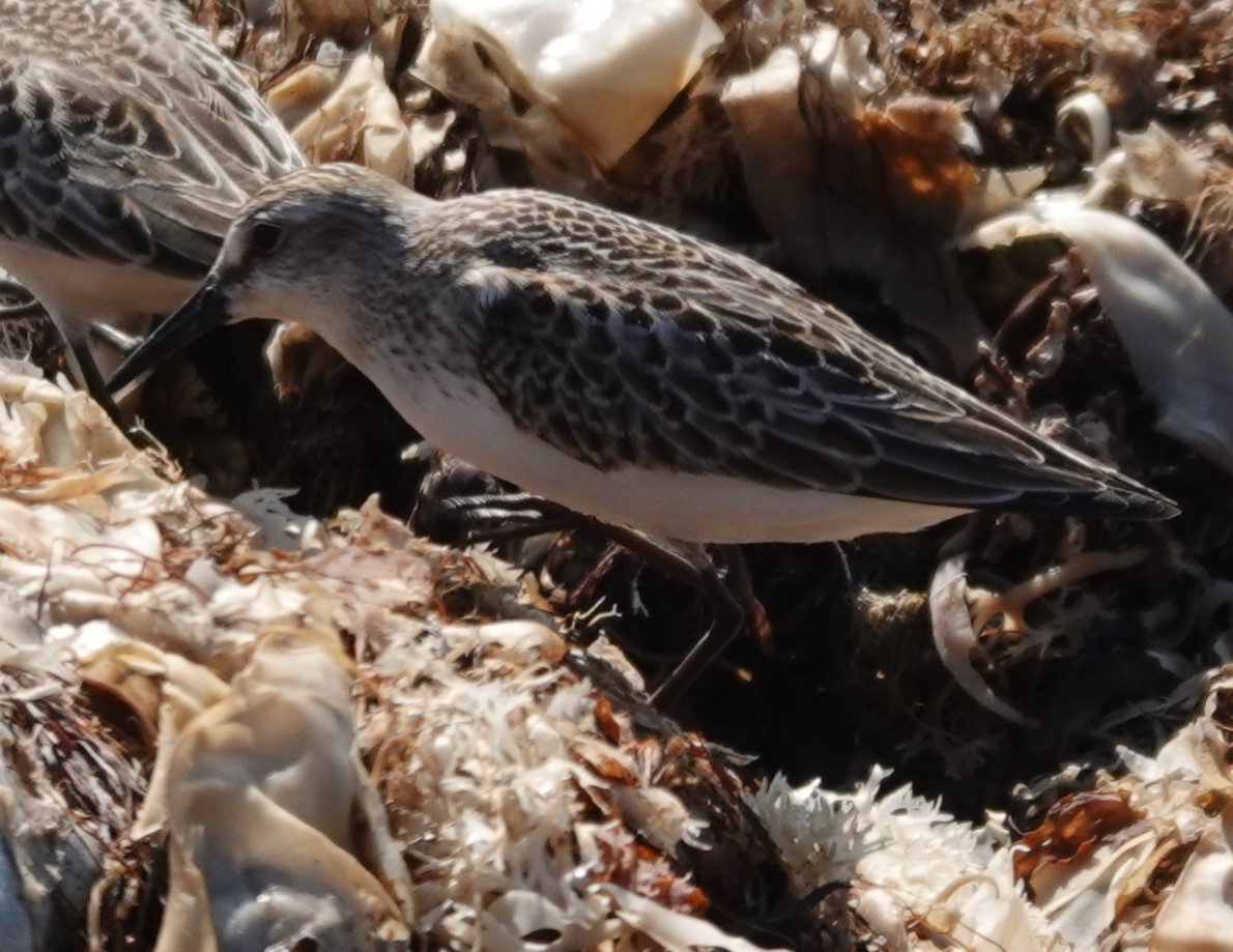 Semipalmated Sandpiper - ML642547822