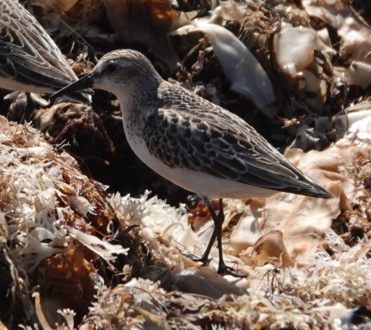 Semipalmated Sandpiper - ML642547823