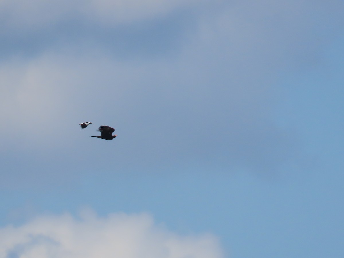 Wedge-tailed Eagle - ML642547842