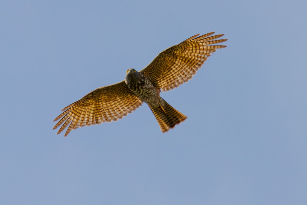 Collared Sparrowhawk - ML642547844