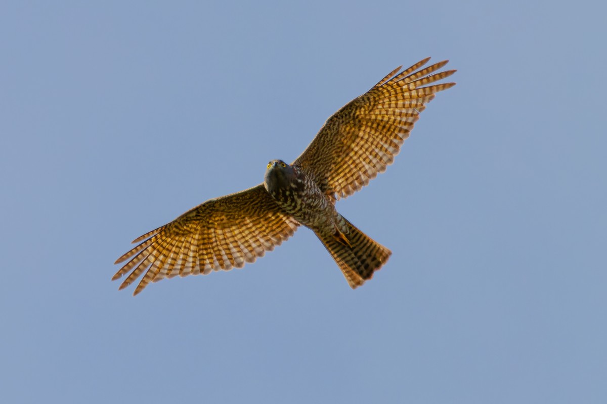 Collared Sparrowhawk - ML642547845