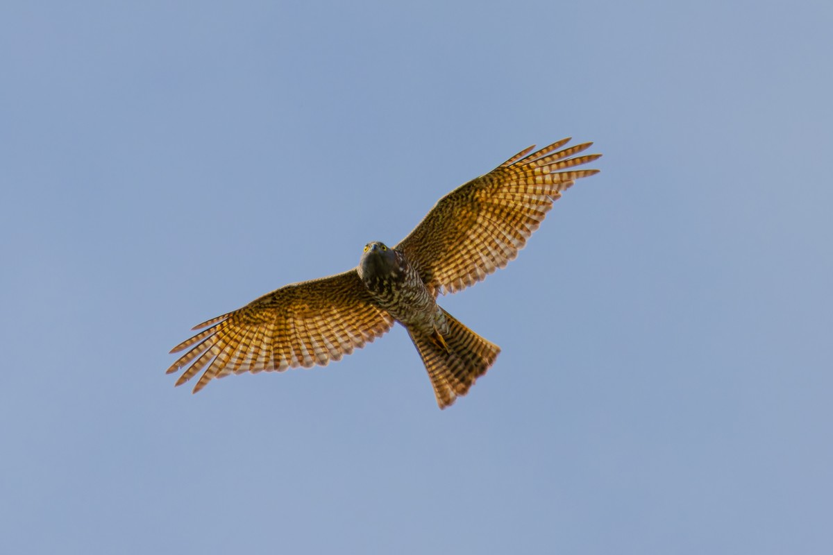 Collared Sparrowhawk - ML642547846