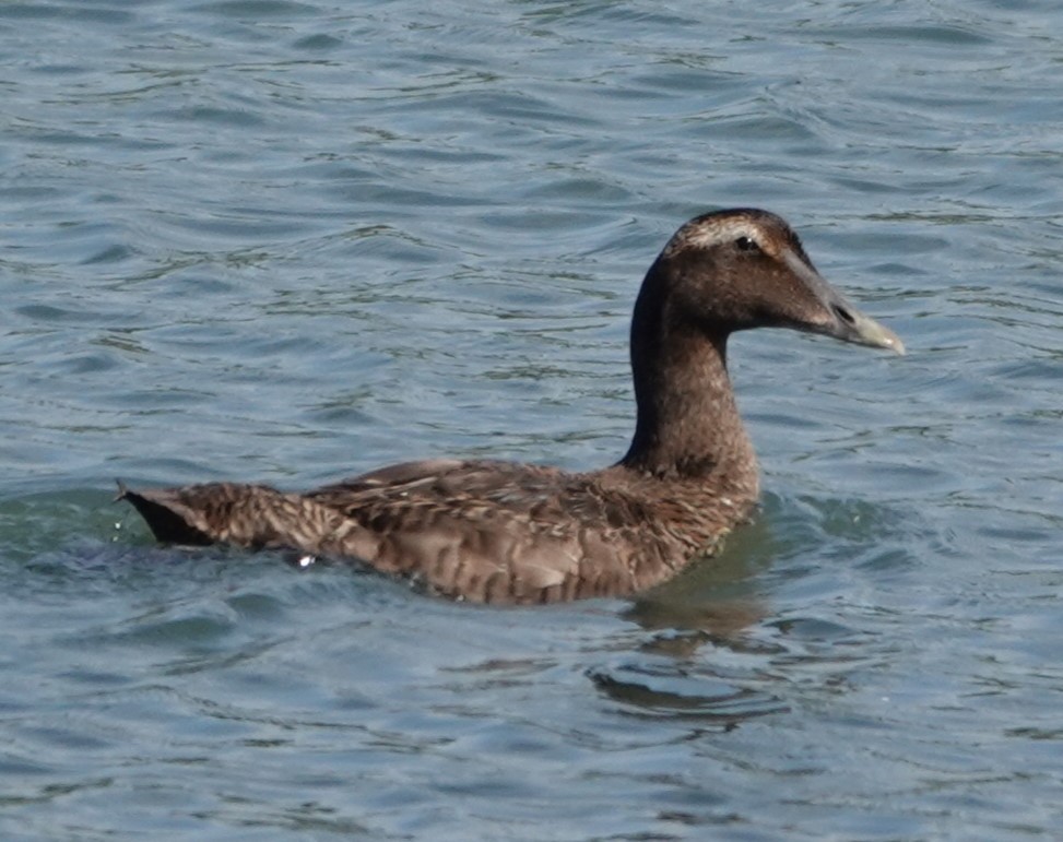 Common Eider - ML642547853
