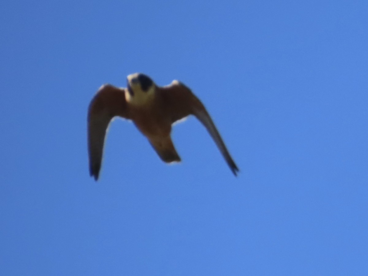 Australian Hobby - ML642547856