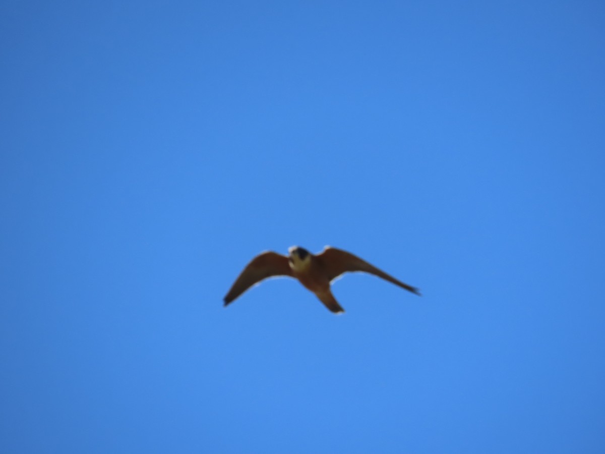 Australian Hobby - ML642547857