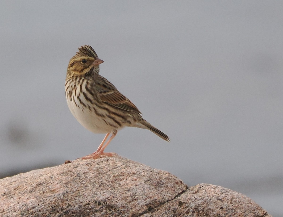 Savannah Sparrow - ML642547859