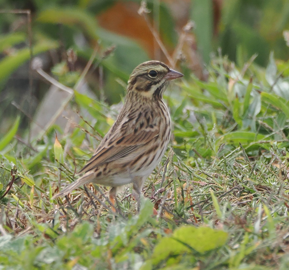 Savannah Sparrow - ML642547860