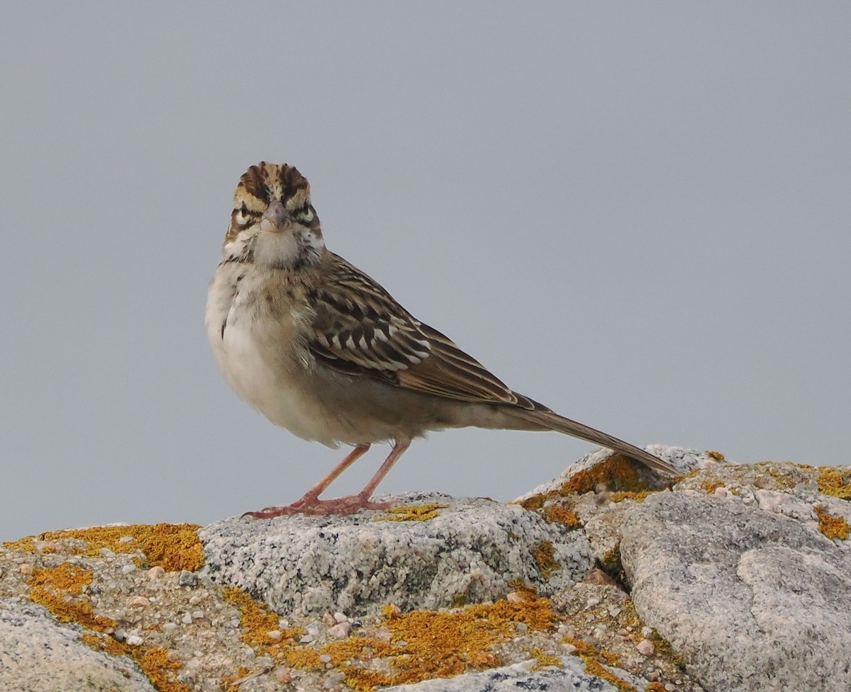 Lark Sparrow - ML642547871