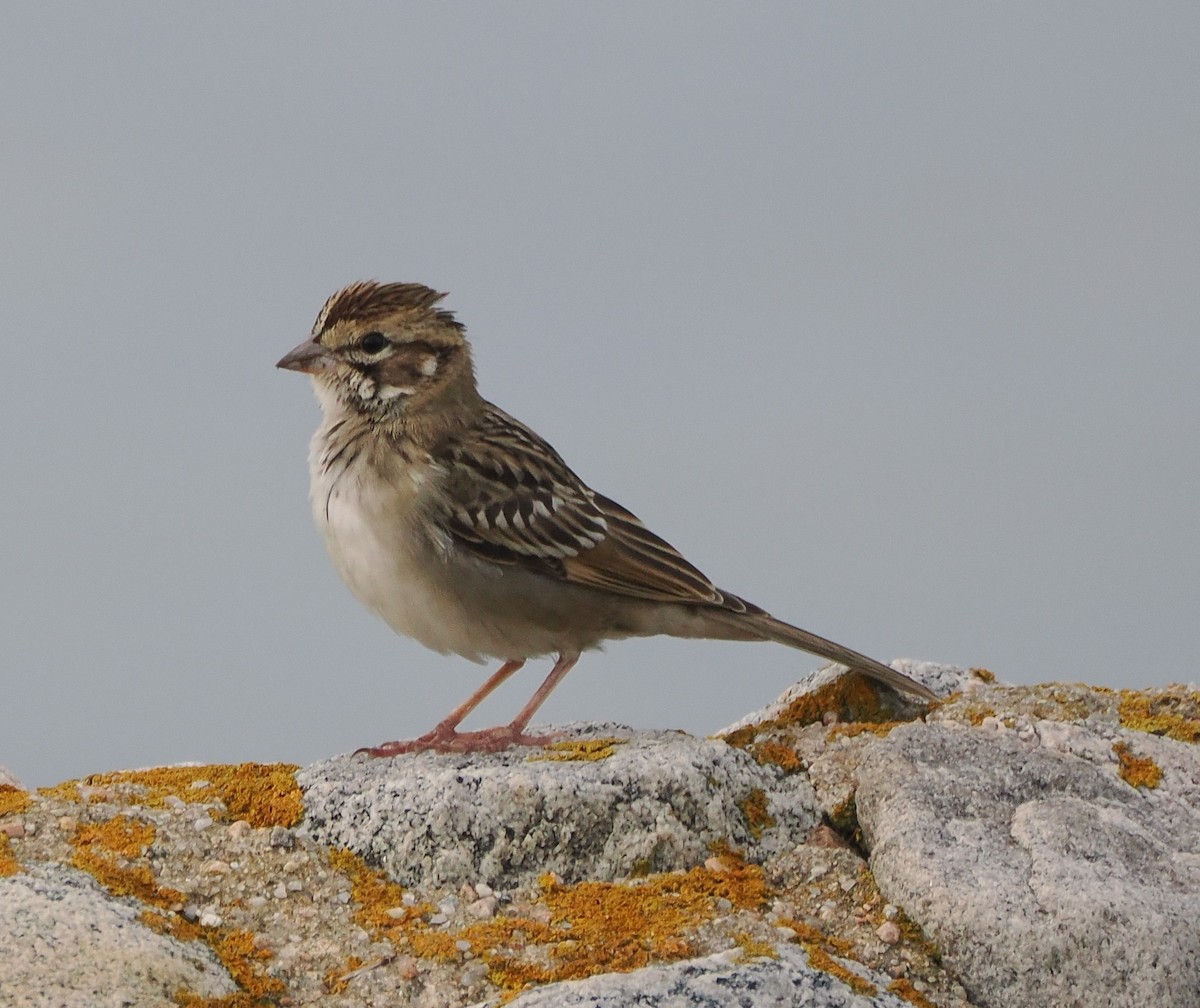 Lark Sparrow - ML642547872