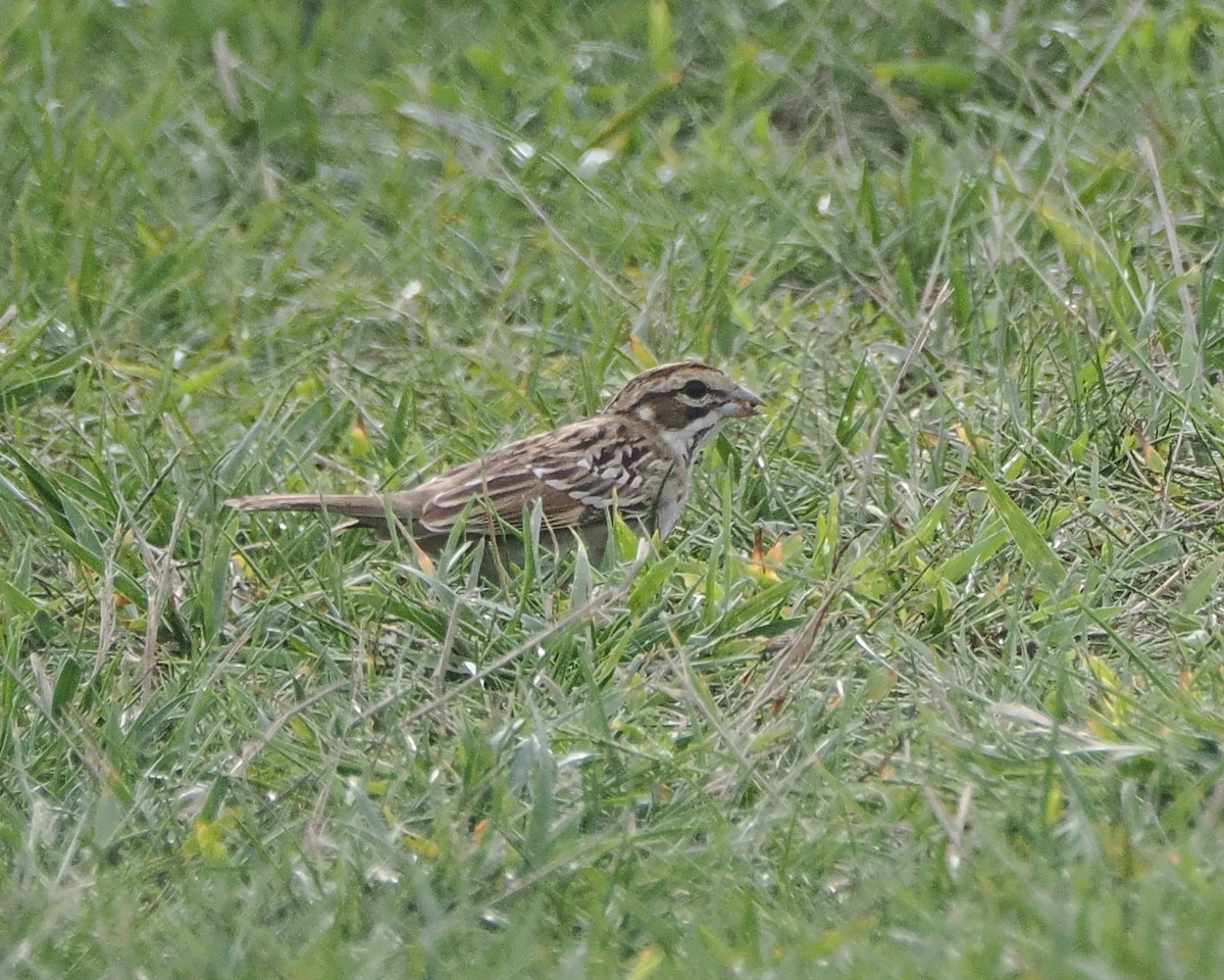 Lark Sparrow - ML642547873