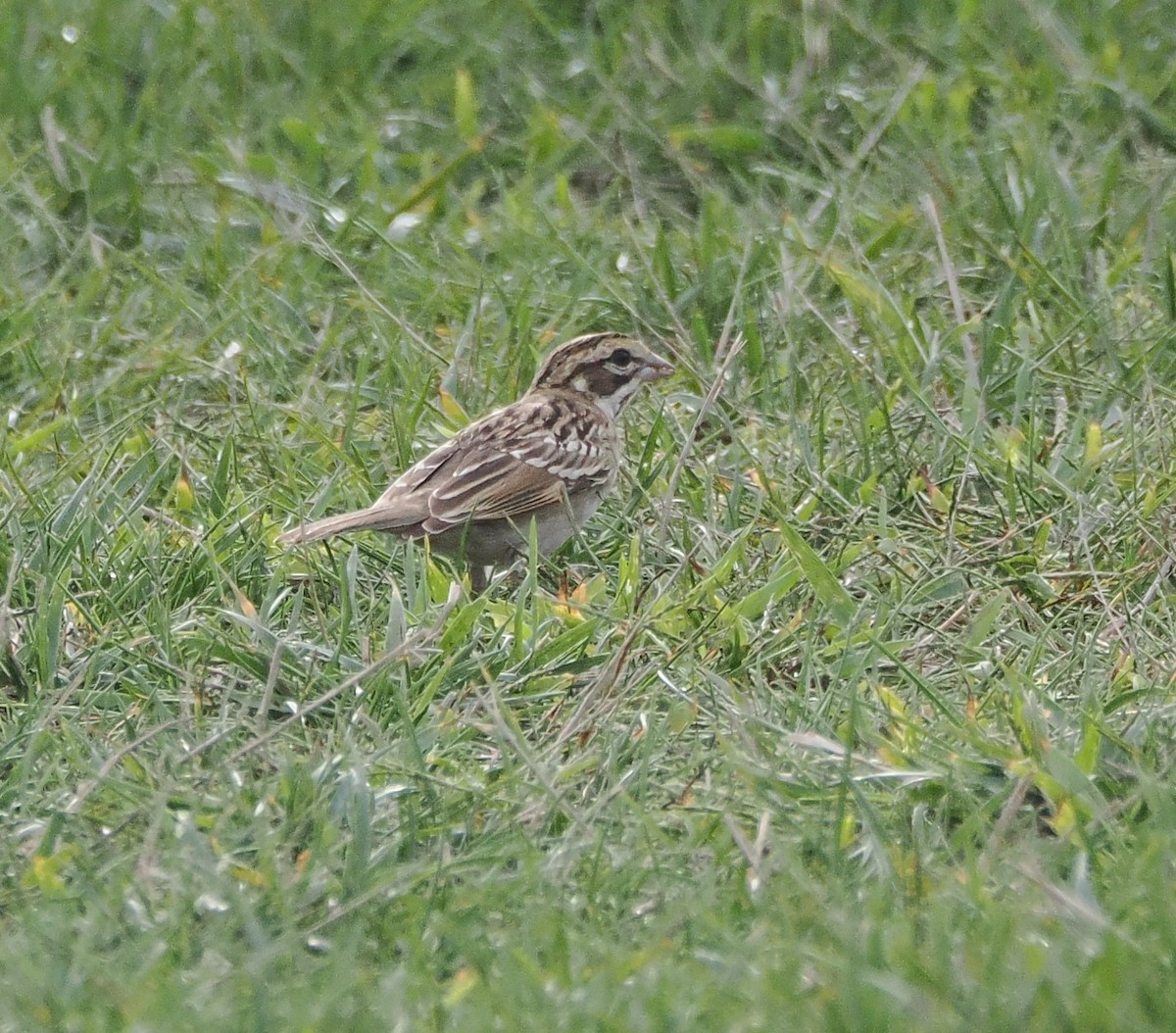 Lark Sparrow - ML642547875