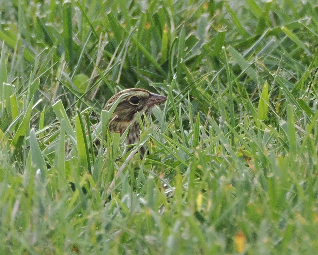 Savannah Sparrow - ML642547879