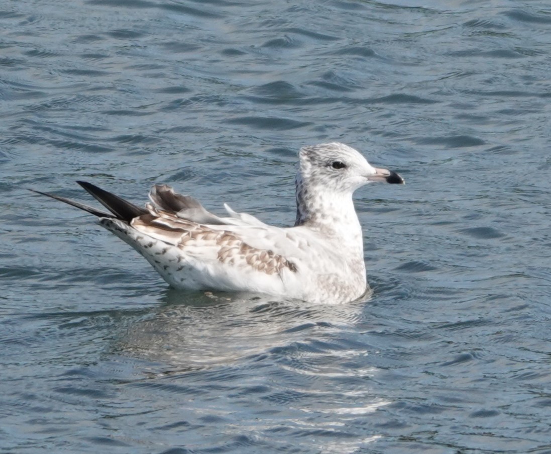 Ring-billed Gull - ML642547885