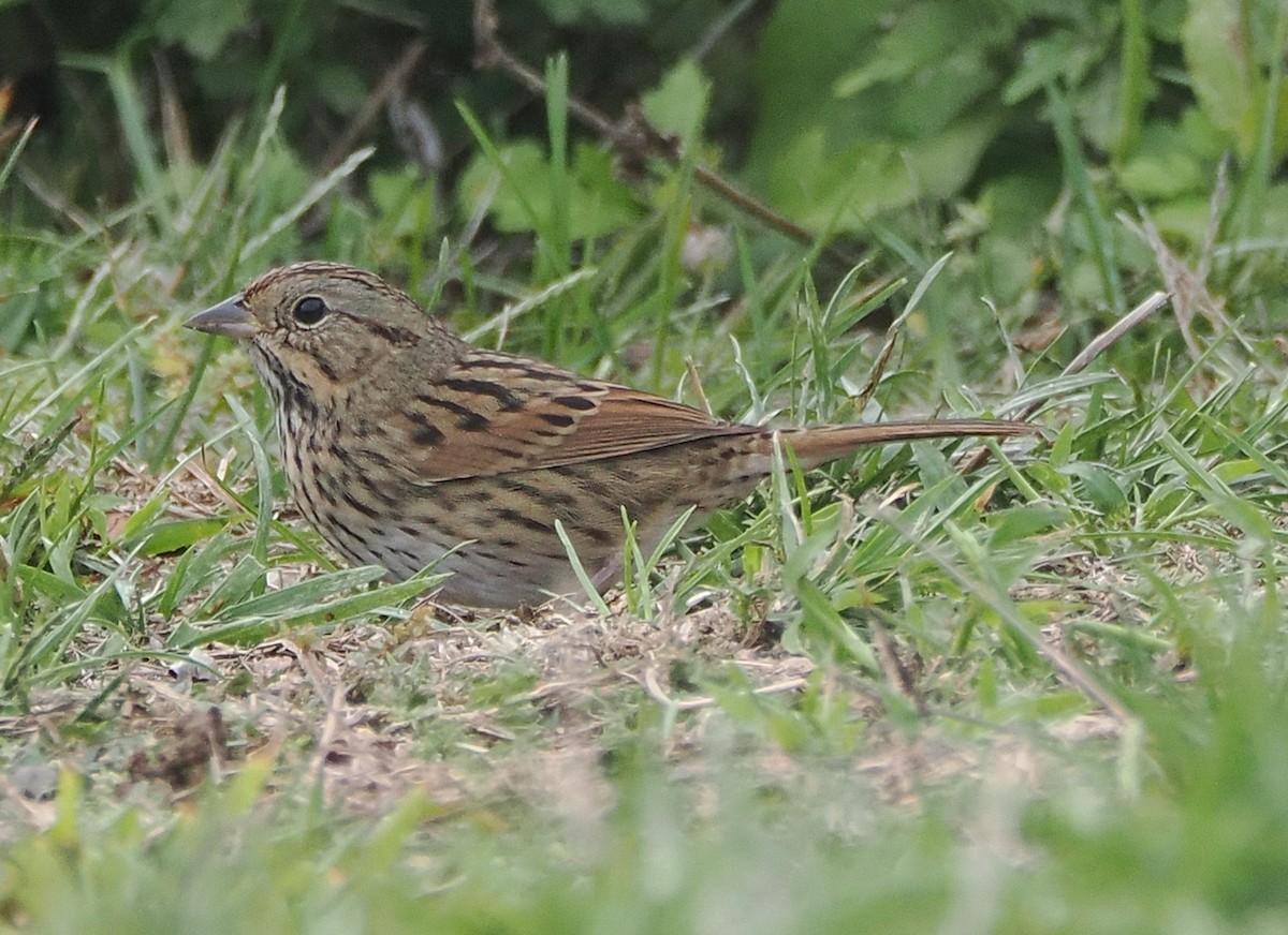 Lincoln's Sparrow - ML642547887