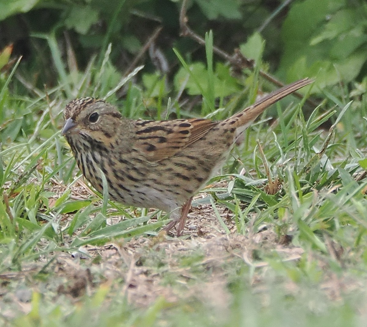 Lincoln's Sparrow - ML642547888