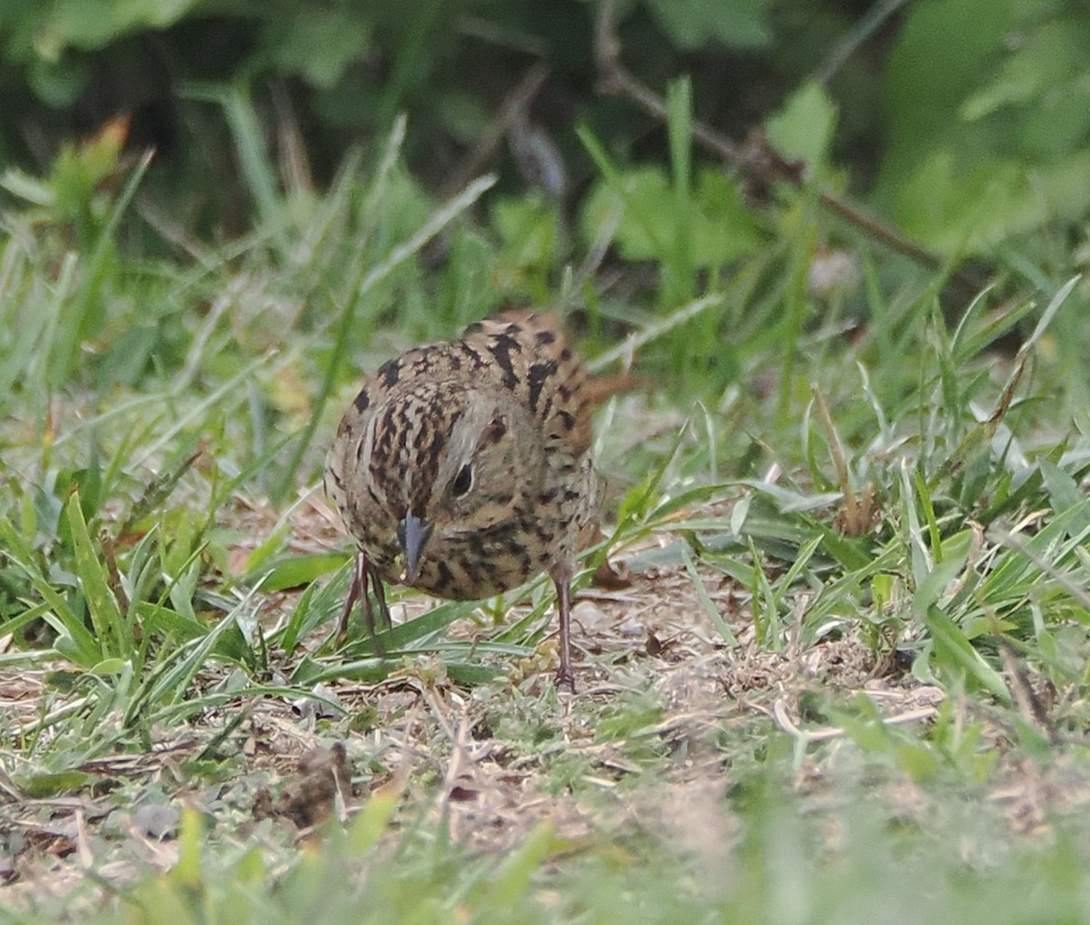 Lincoln's Sparrow - ML642547889
