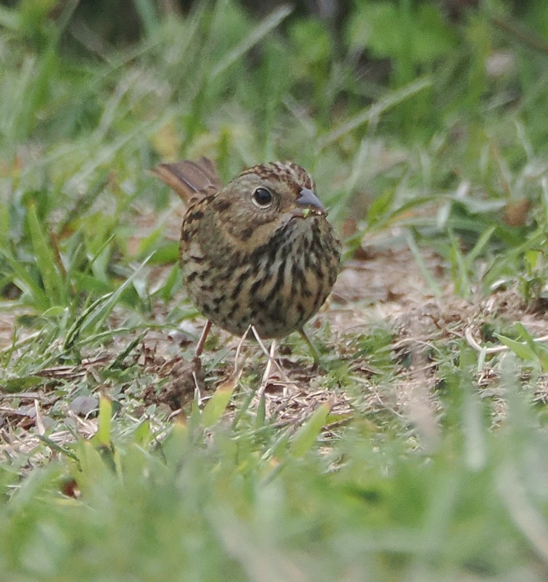 Lincoln's Sparrow - ML642547890