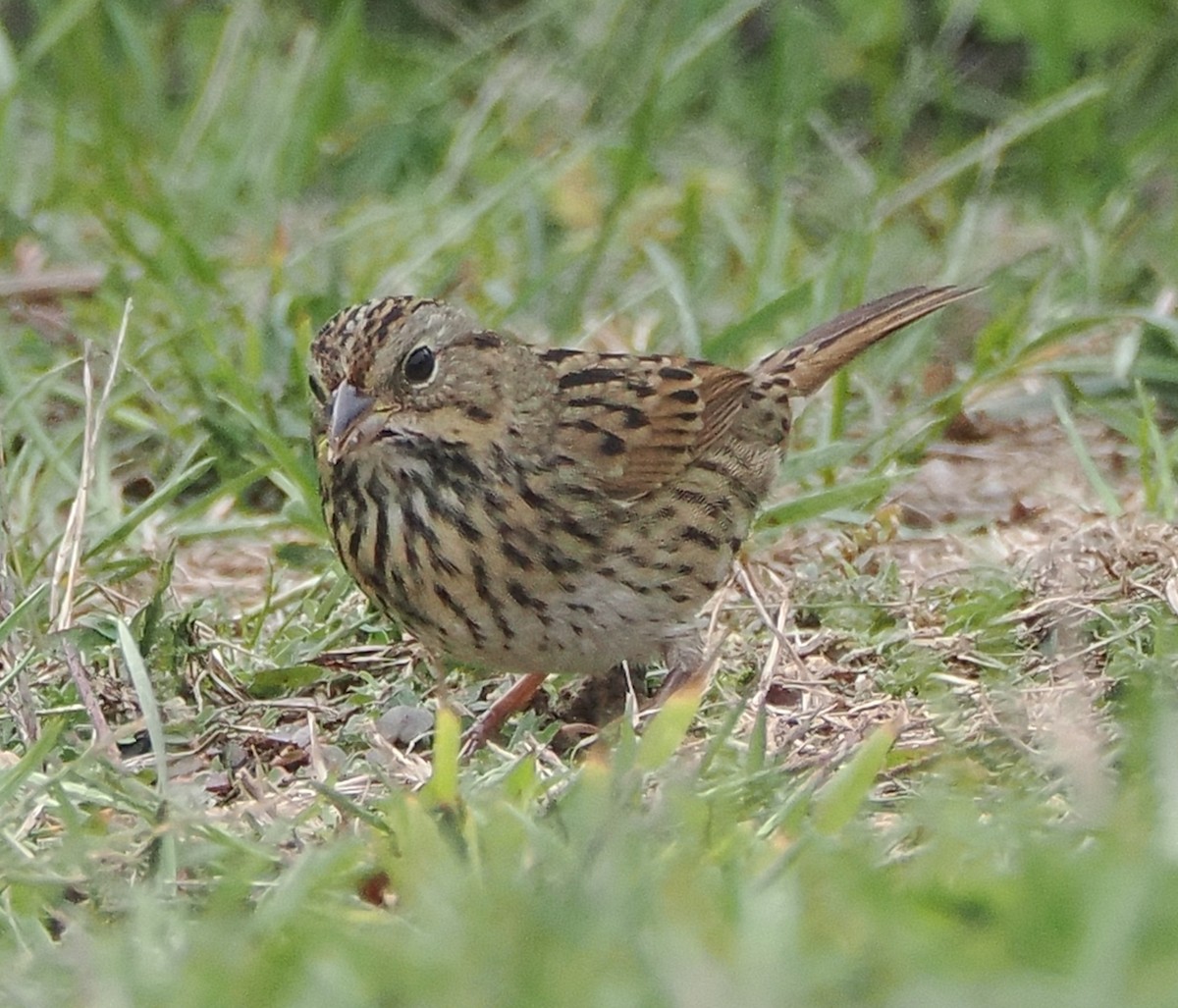 Lincoln's Sparrow - ML642547891