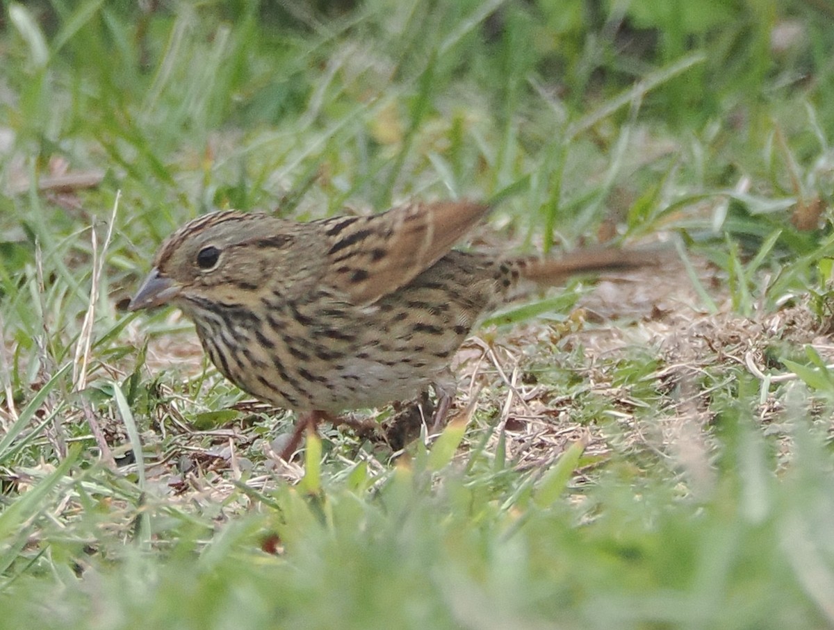 Lincoln's Sparrow - ML642547892