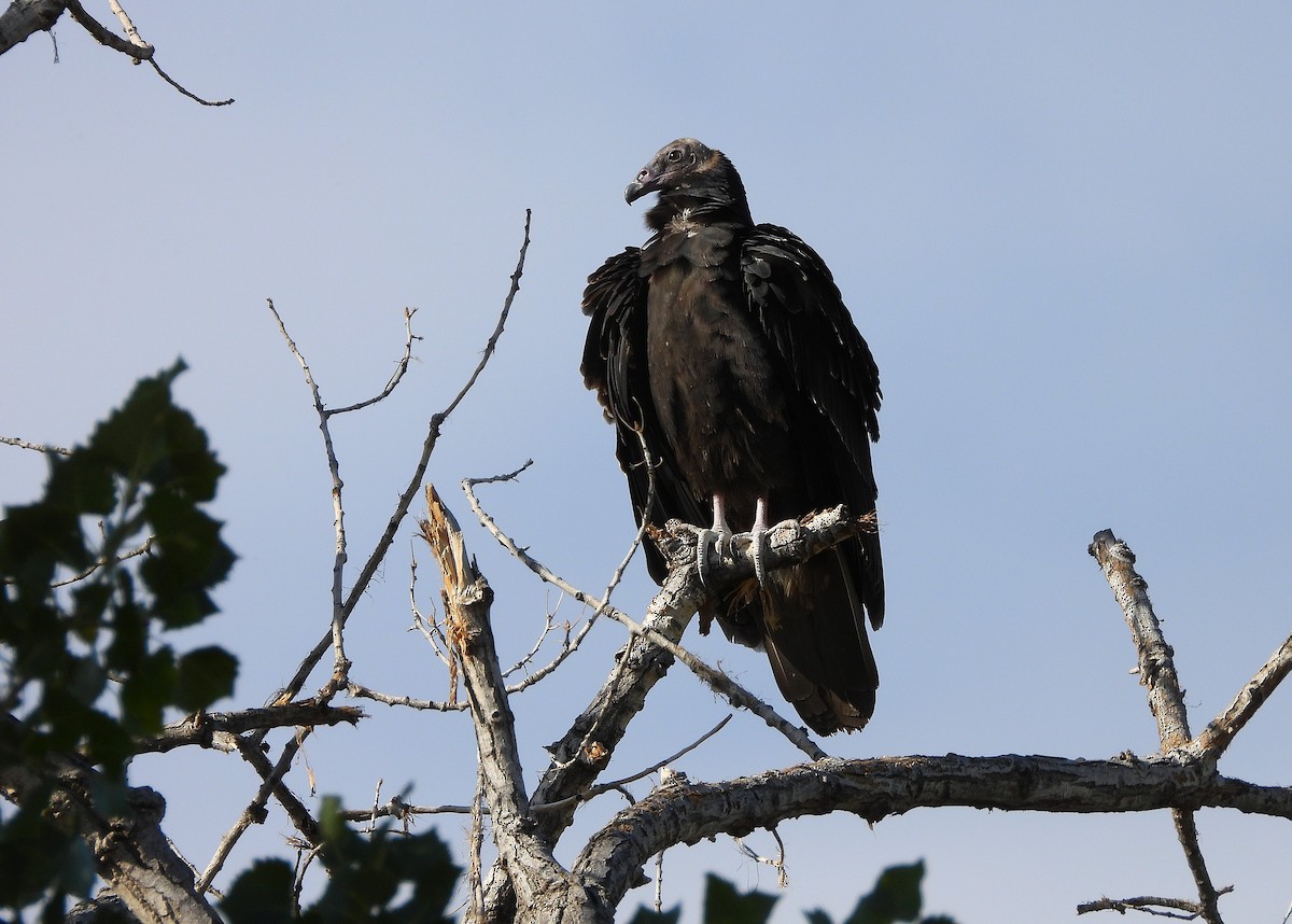Turkey Vulture - ML642547913