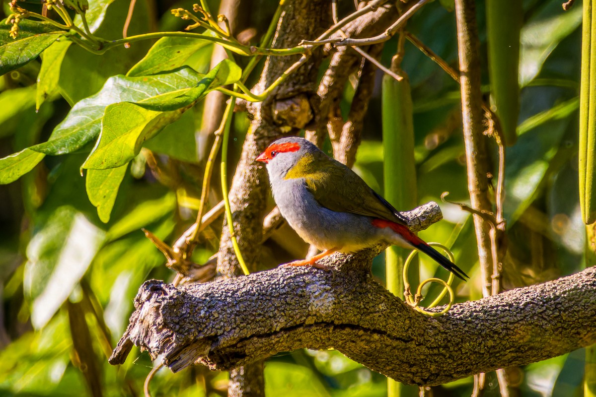 Al Kaşlı Belikınalı - ML642547918