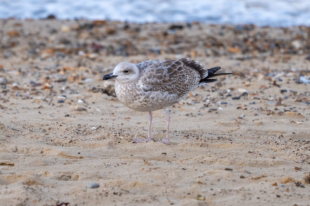 Caspian Gull - ML642547929