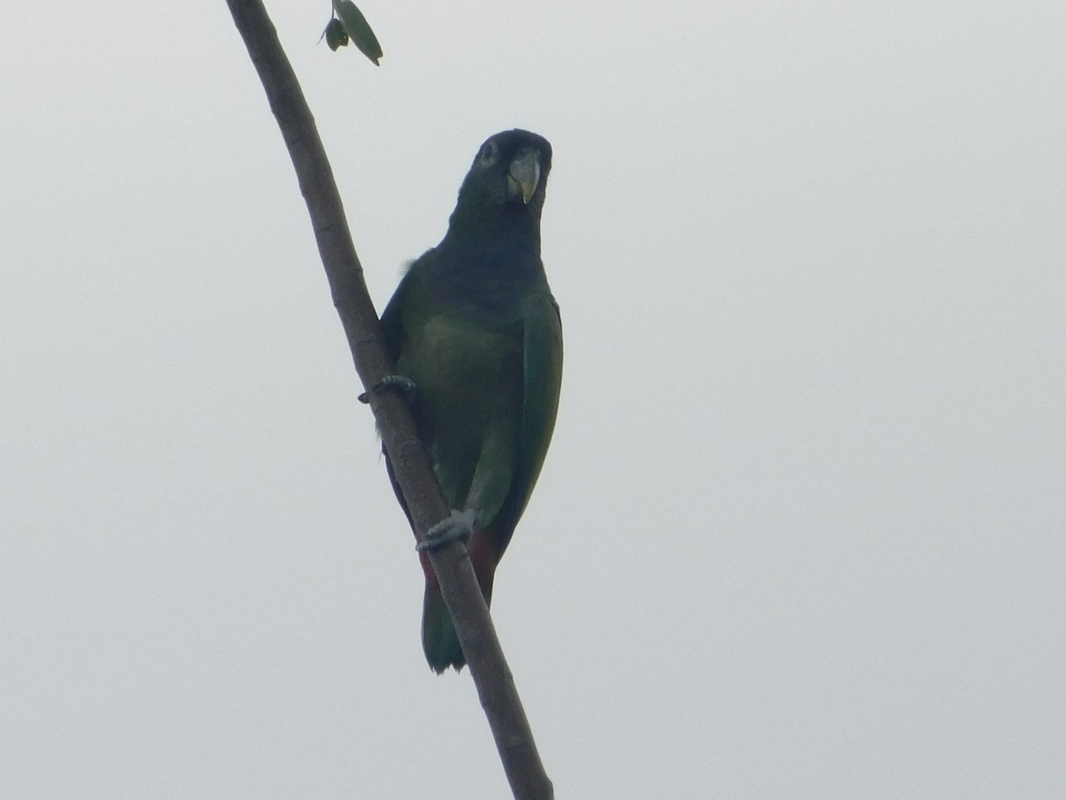 Scaly-headed Parrot - ML642547933