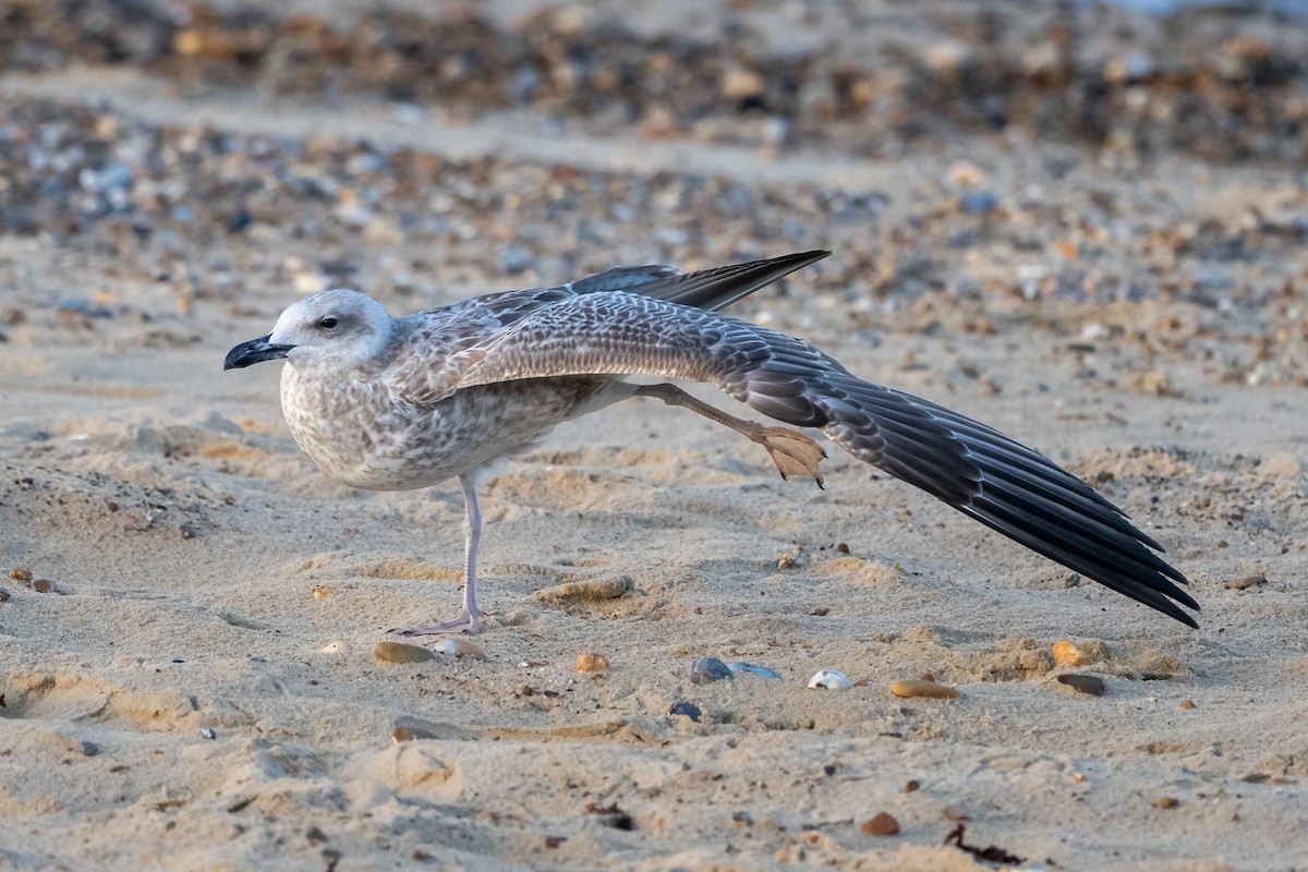 Caspian Gull - ML642547934