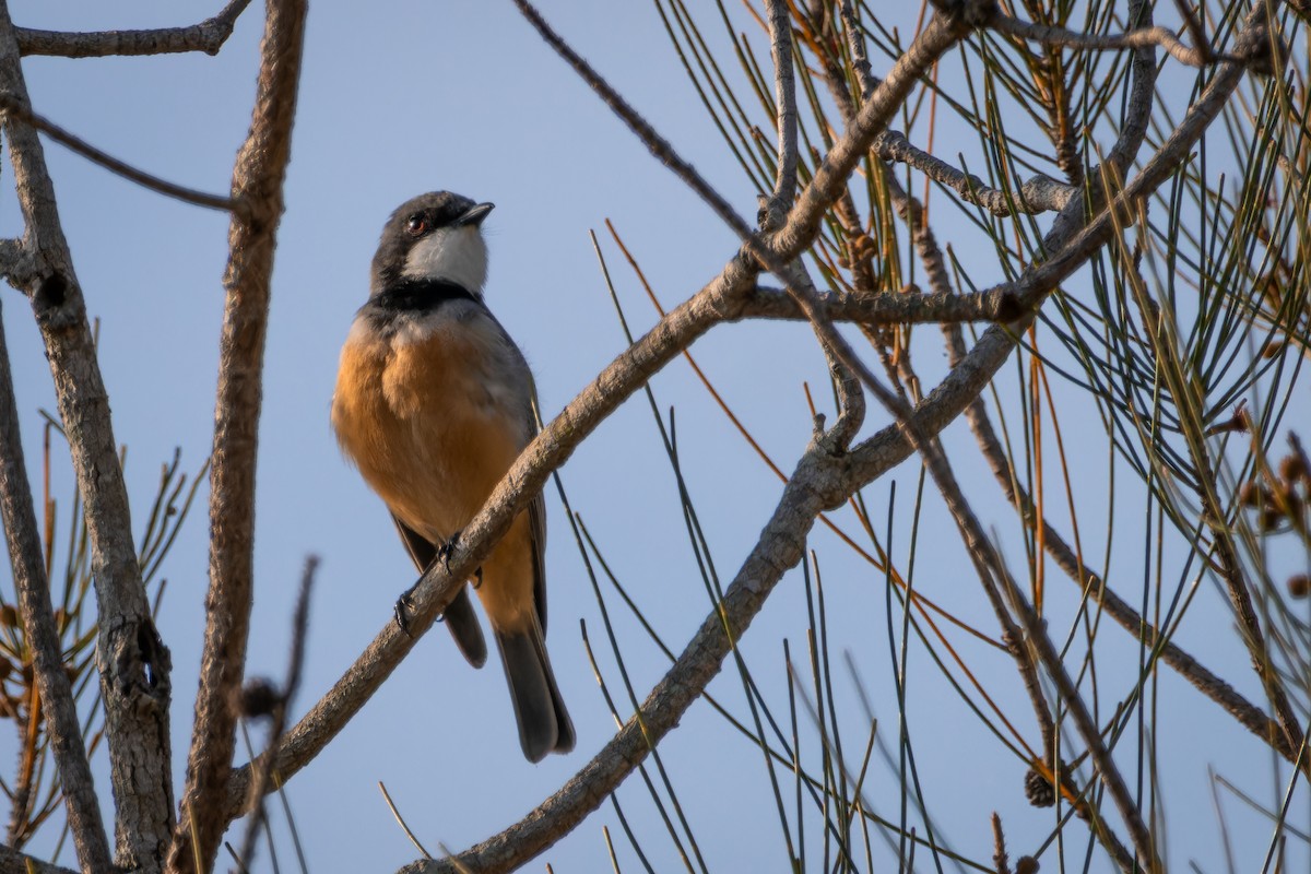 Kızıl Islıkçı - ML642547938