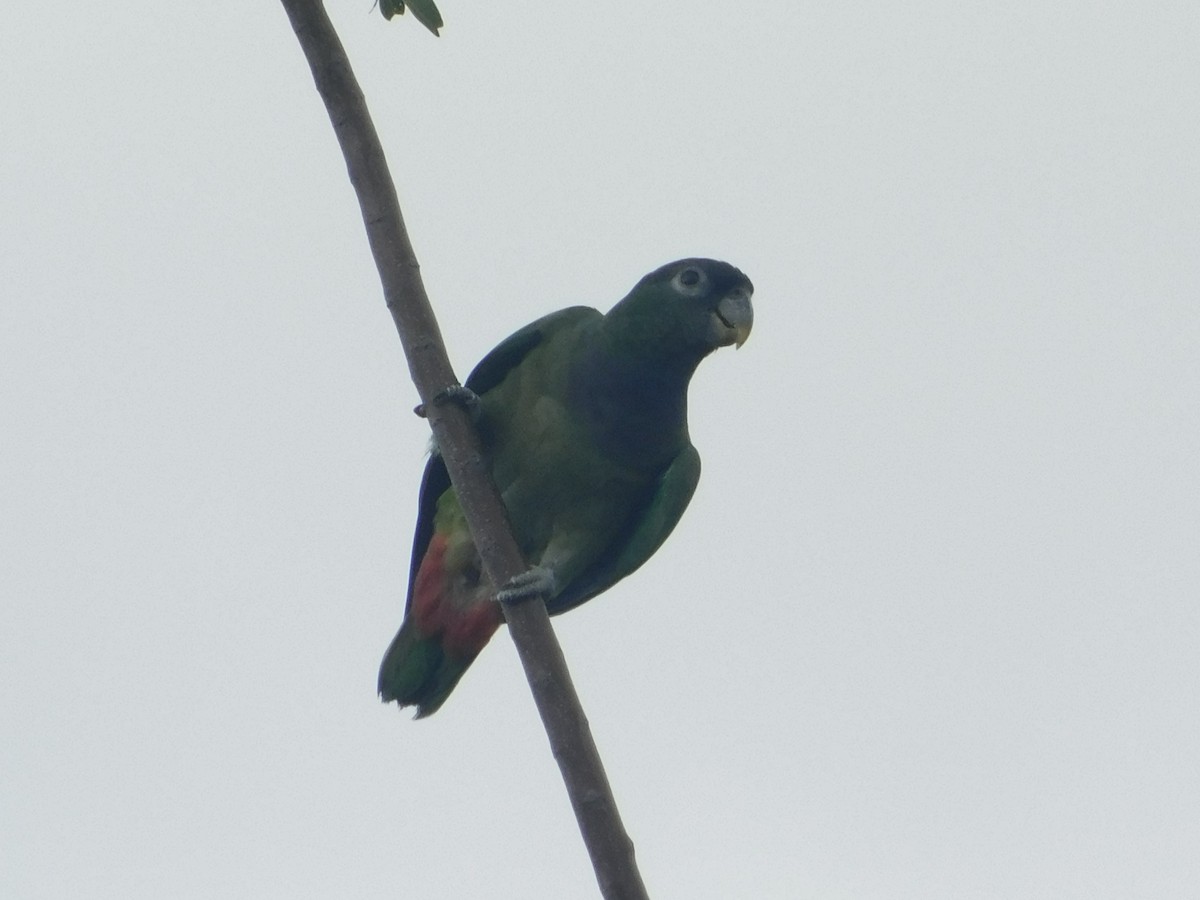 Scaly-headed Parrot - ML642547954