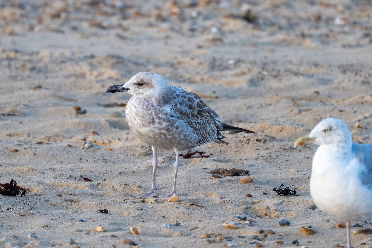 Caspian Gull - ML642547960