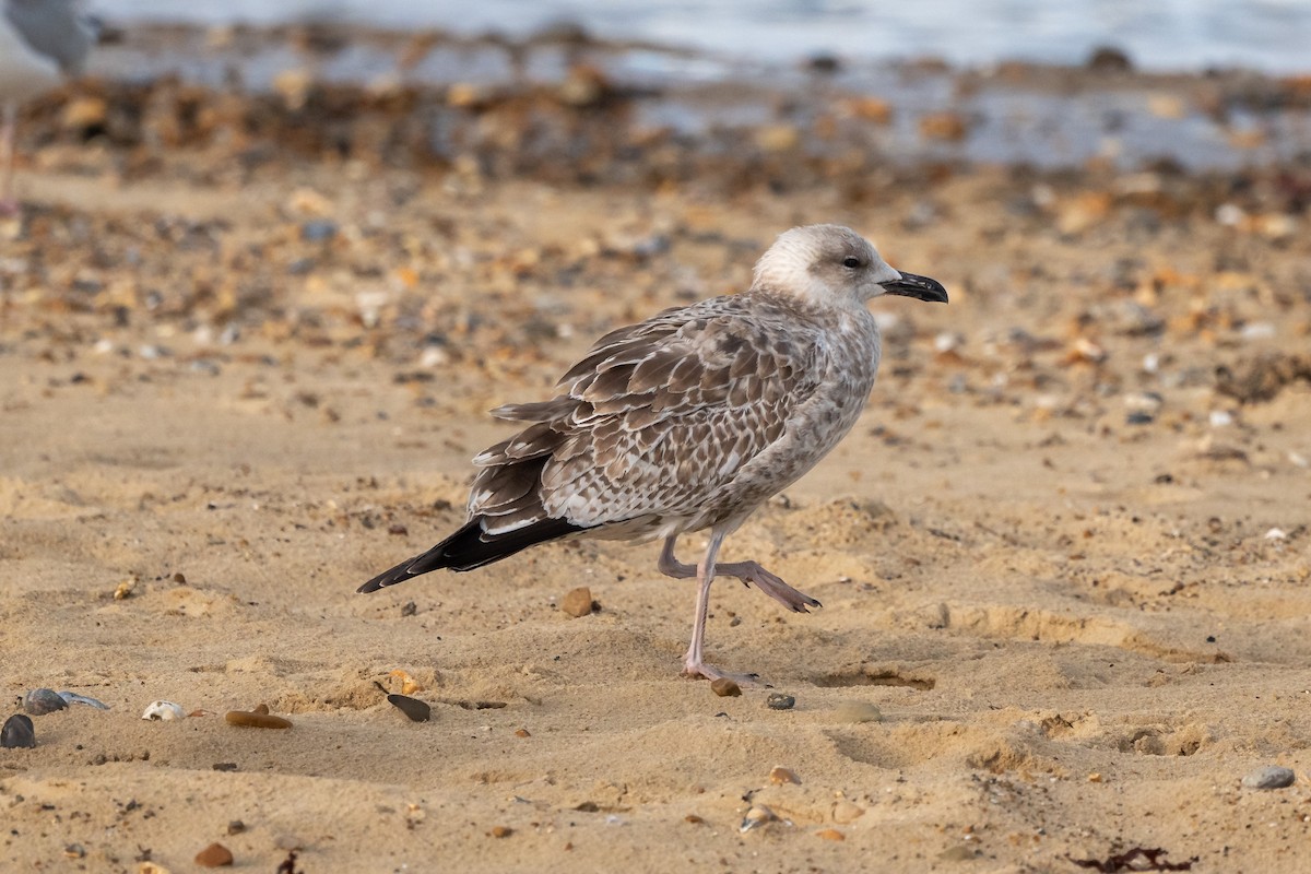 Caspian Gull - ML642547970