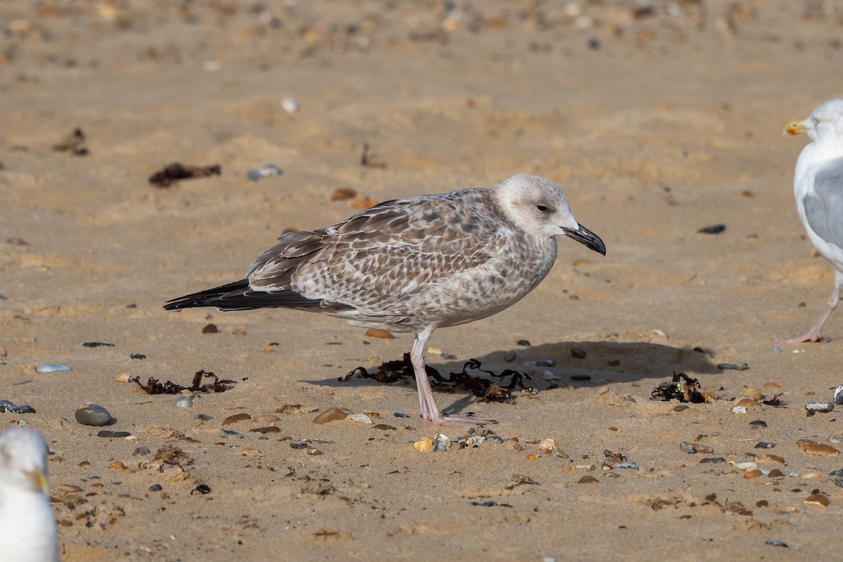 Caspian Gull - ML642547976